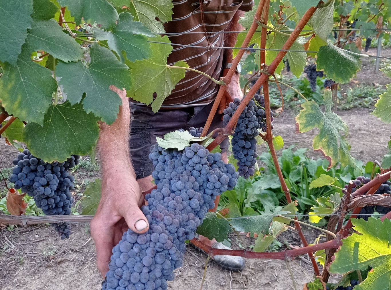 Man holding large grape bunch