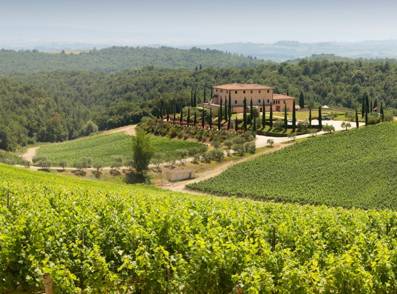 Tolaini vineyard location
