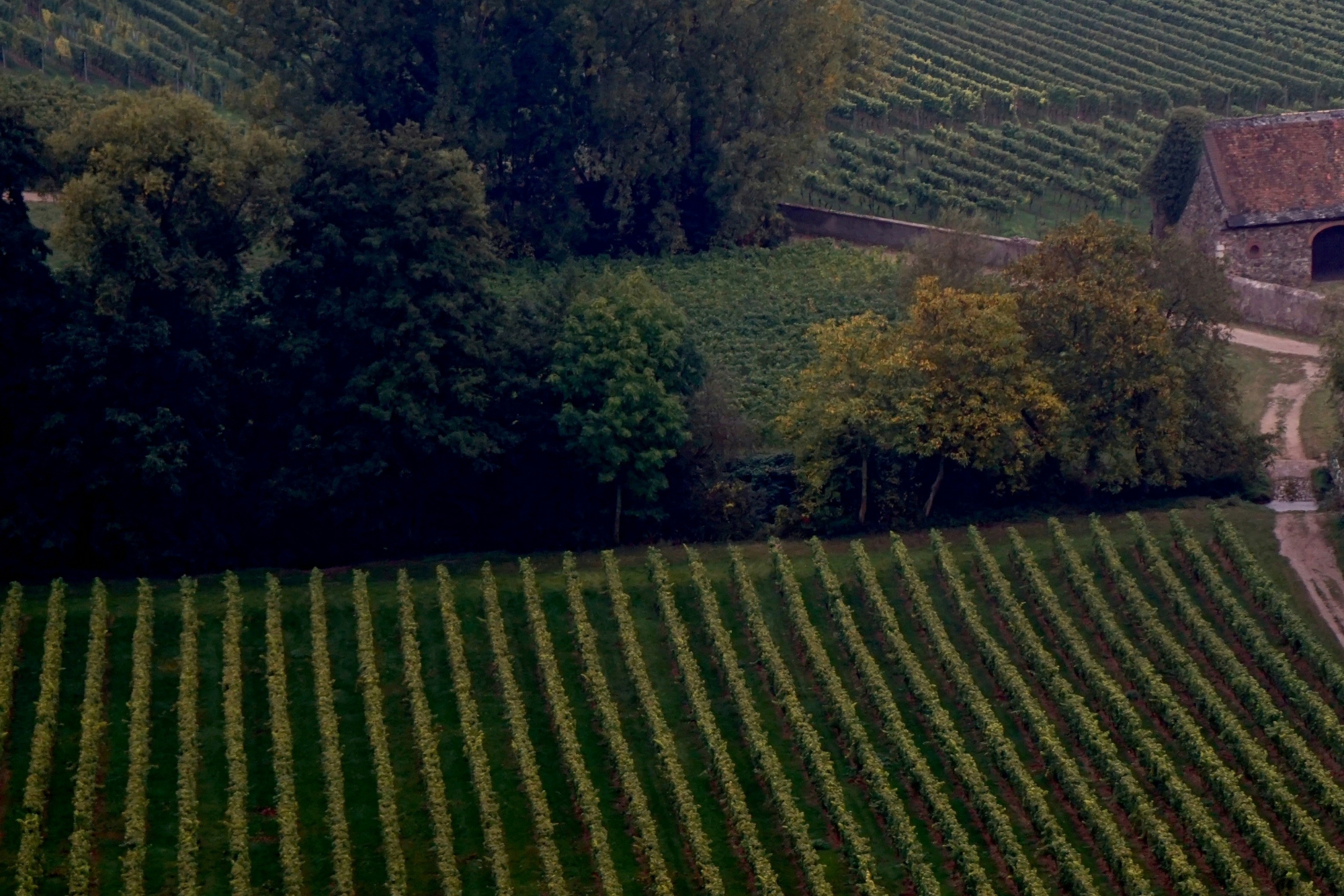 Maculan Vineyards