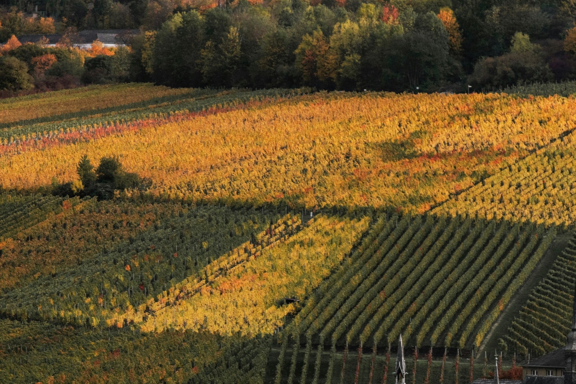 Maculan Vineyards