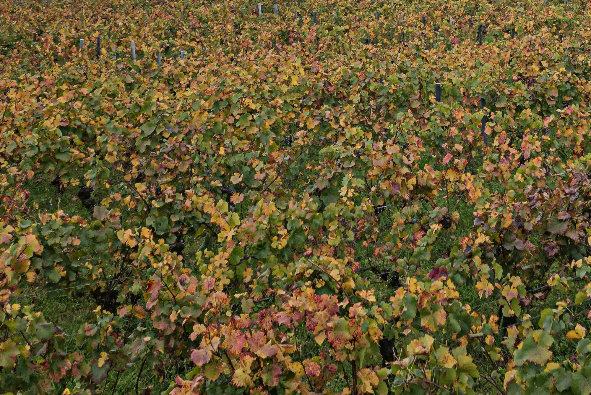 Maculan Vineyards