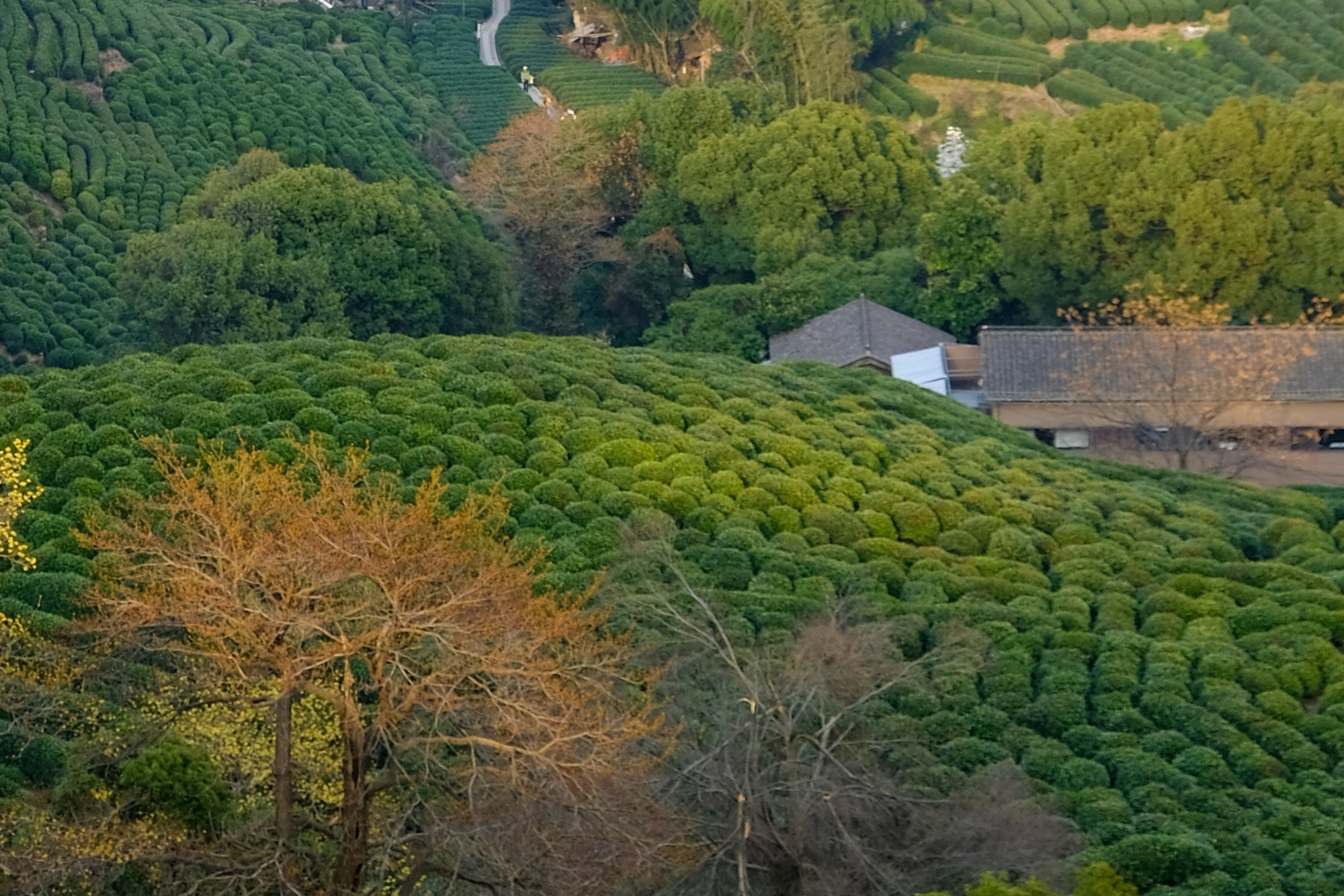 Maculan Vineyards