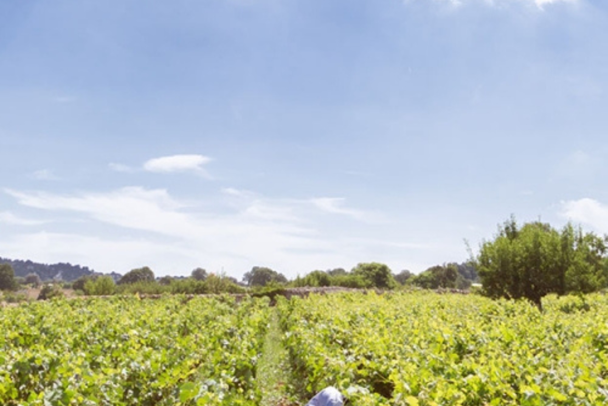 Giovanni Aiello Vineyards