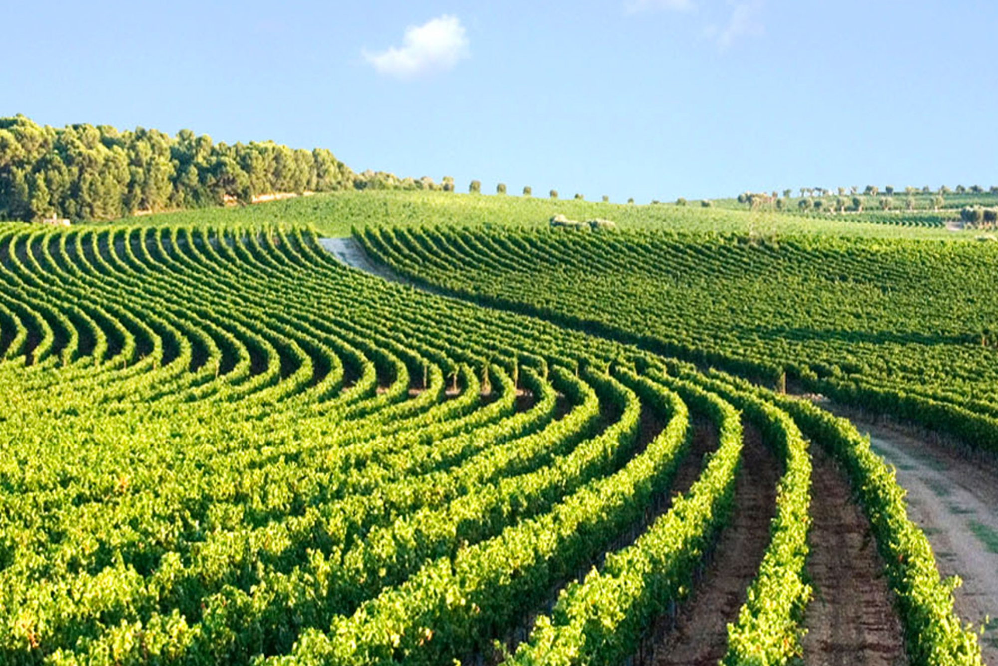 Ionis Vineyards
