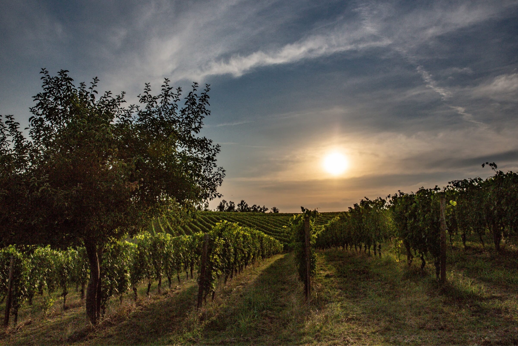 La Montagnetta VIneyards