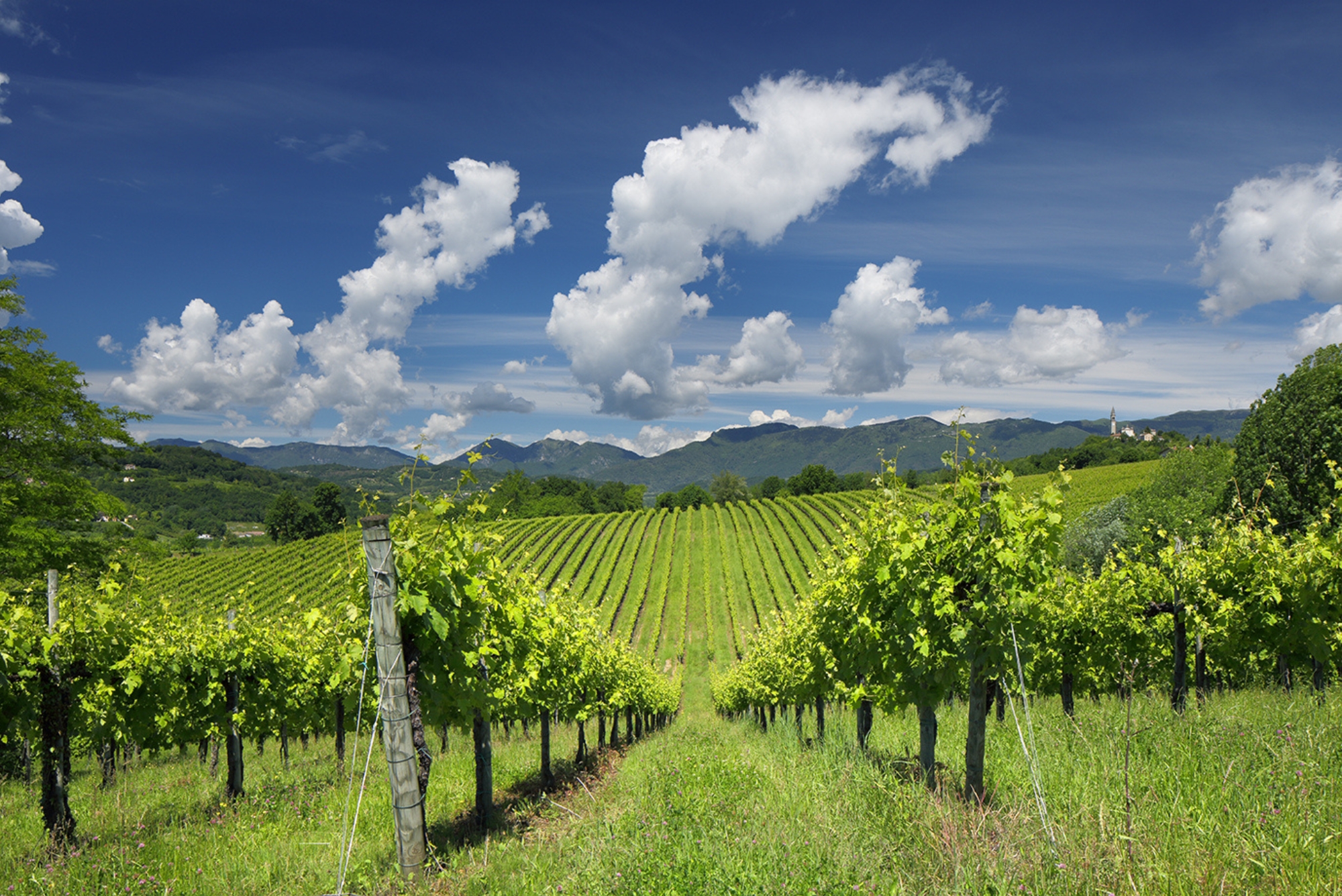 Le Contesse Vineyards