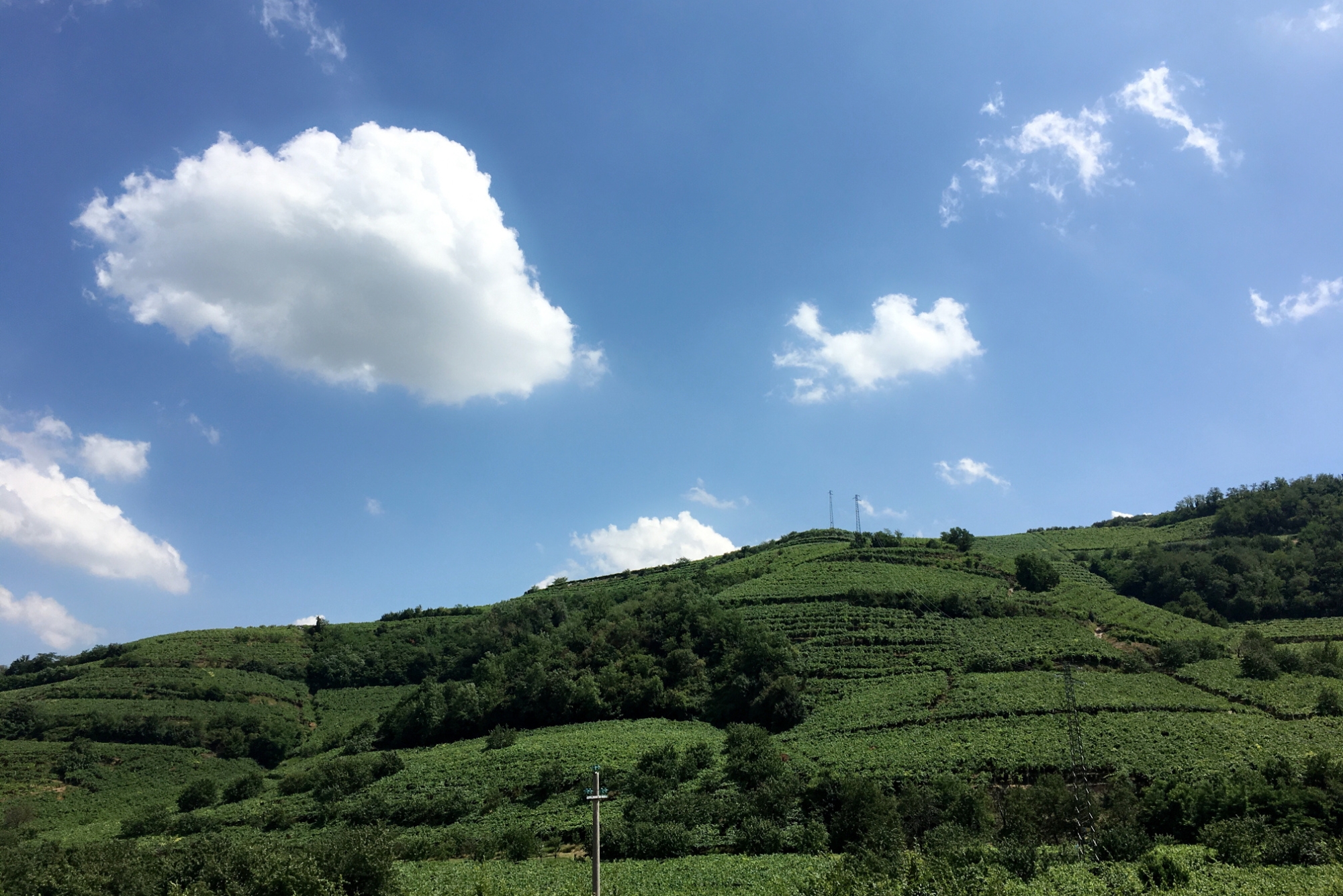 Le Mandolare Vineyards
