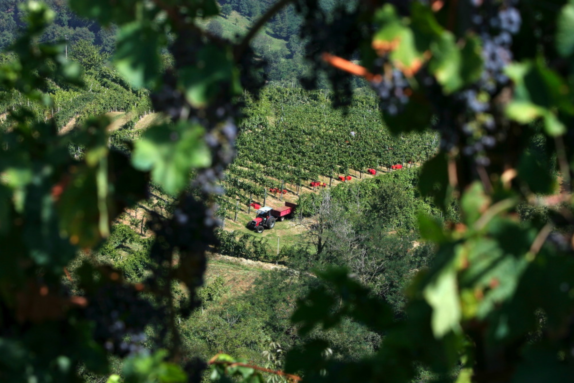 Maculan Vineyards