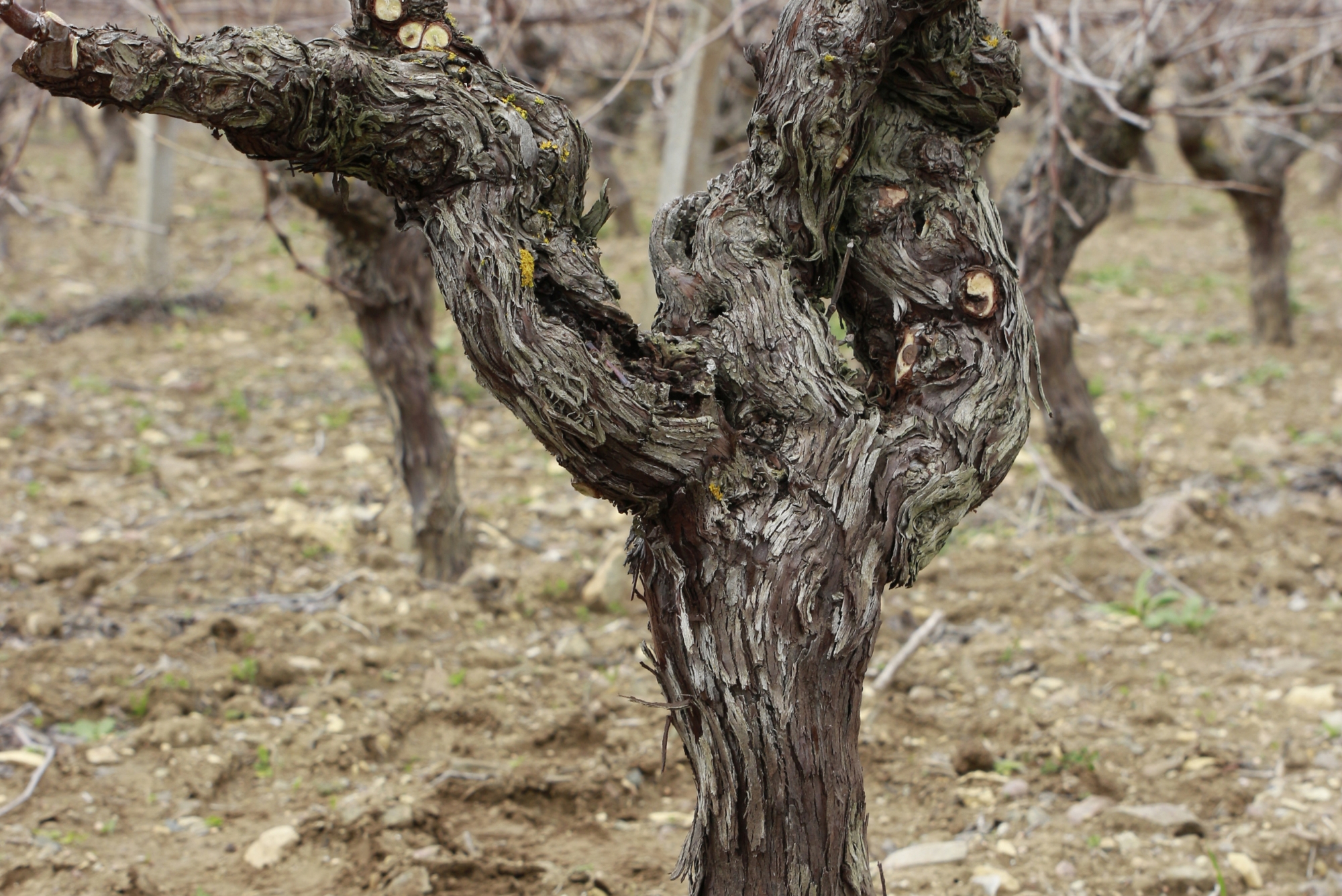 Maculan Cellars