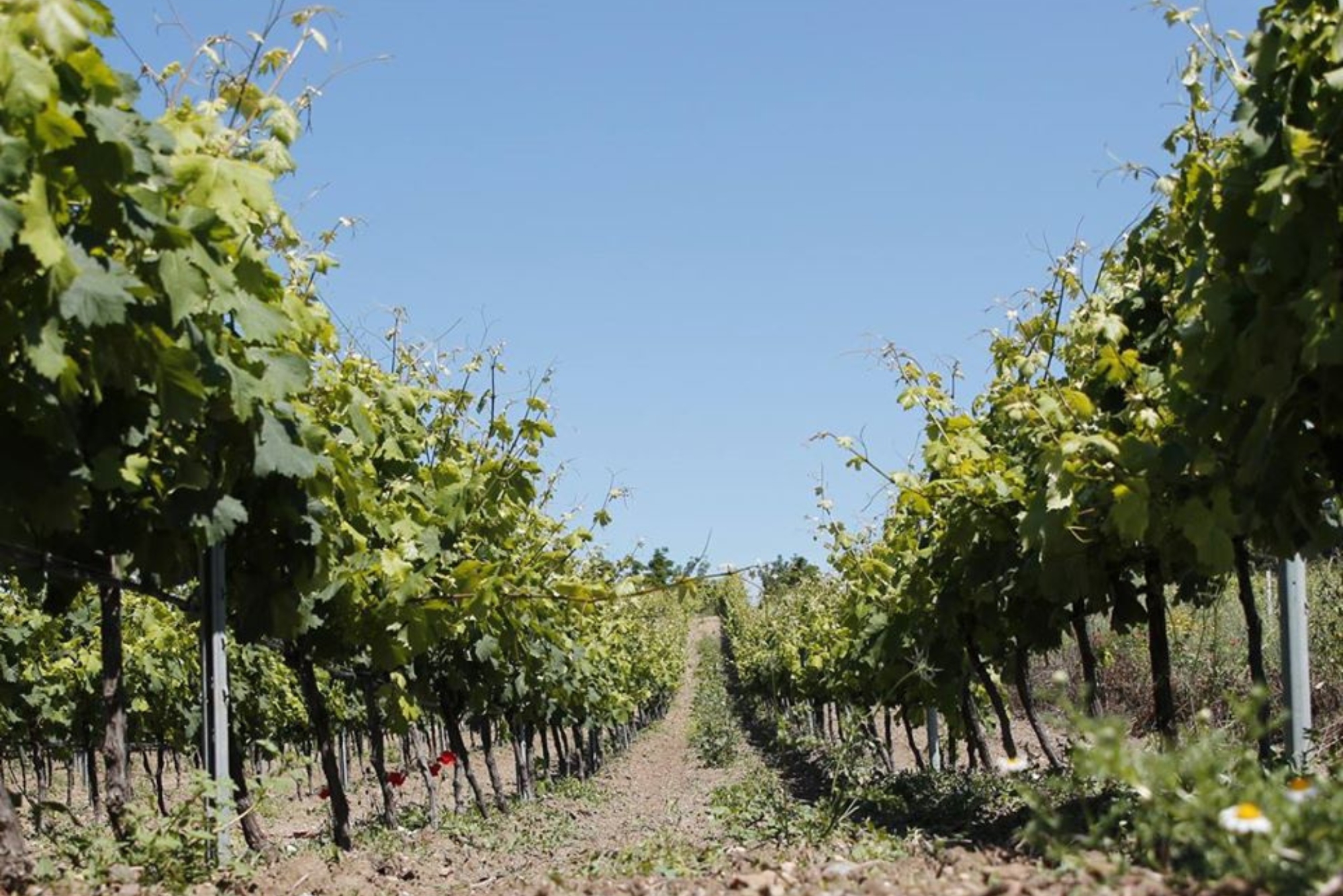 Maculan Vineyards