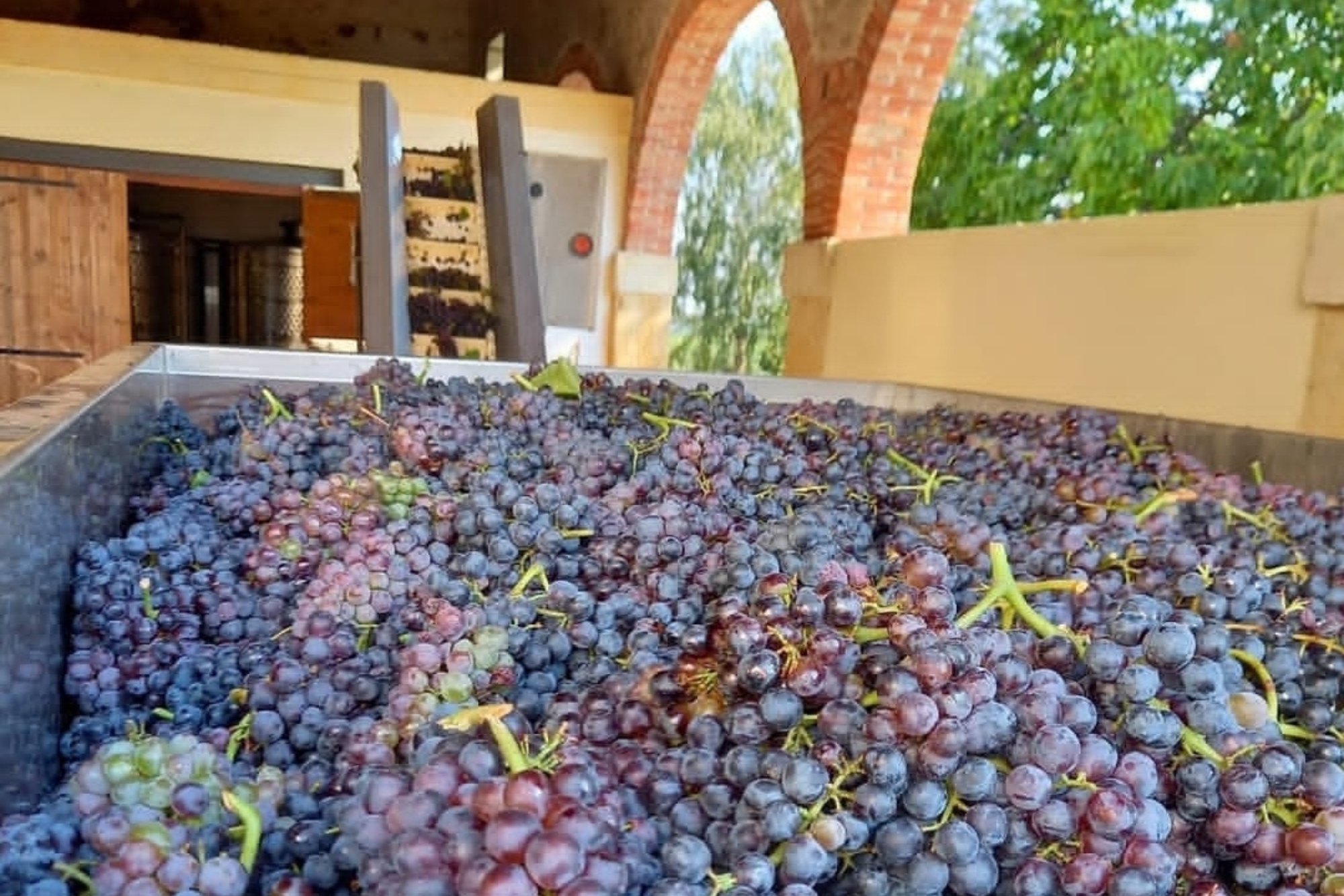 Maculan Cellars
