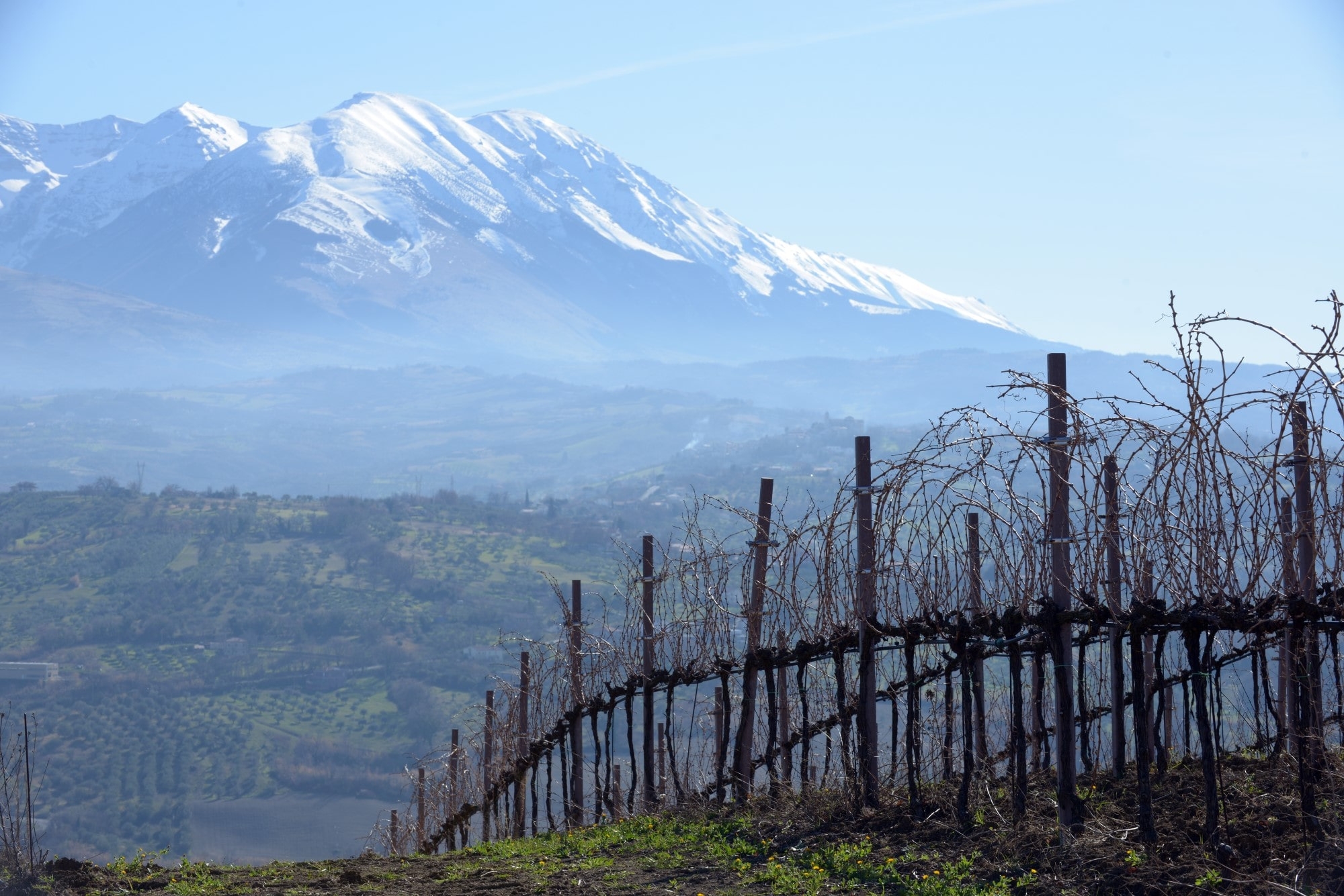 Castorani Vineyards