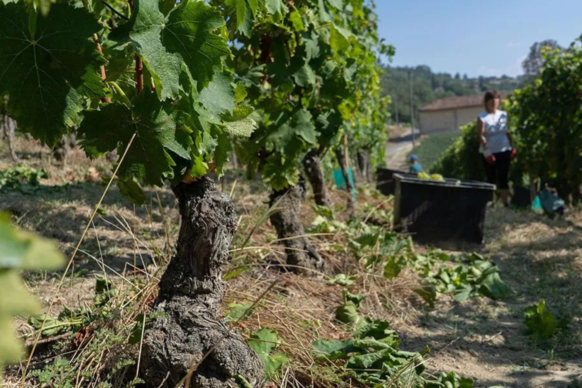 Tenuta Ronzano Vineyards